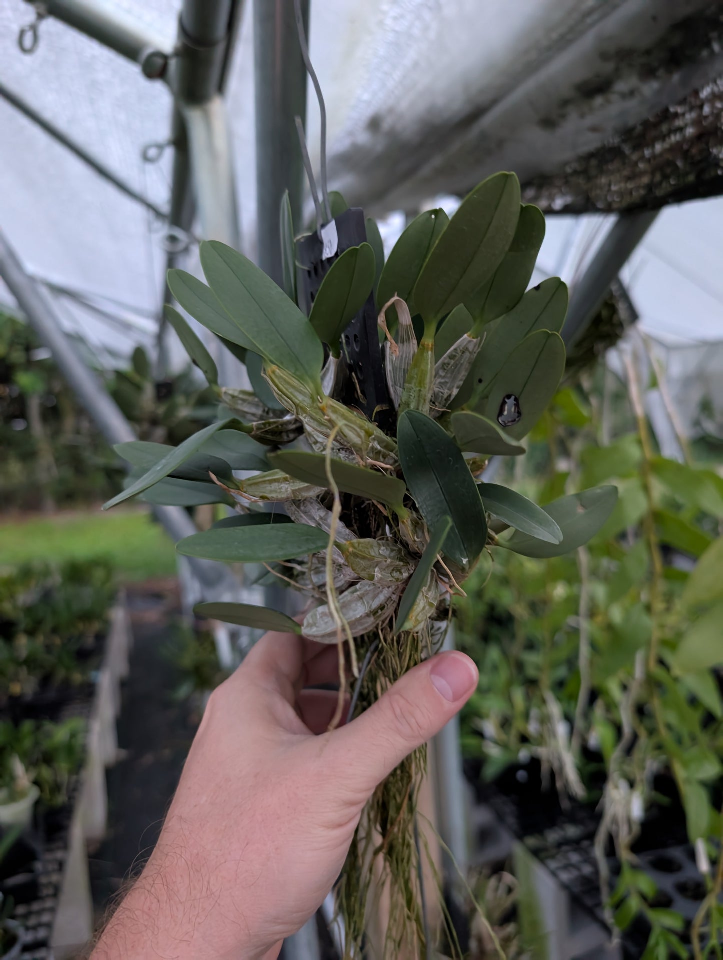 Dendrobium Ueang Phueng | Plastic Mount | Blooming Size Not in Bloom