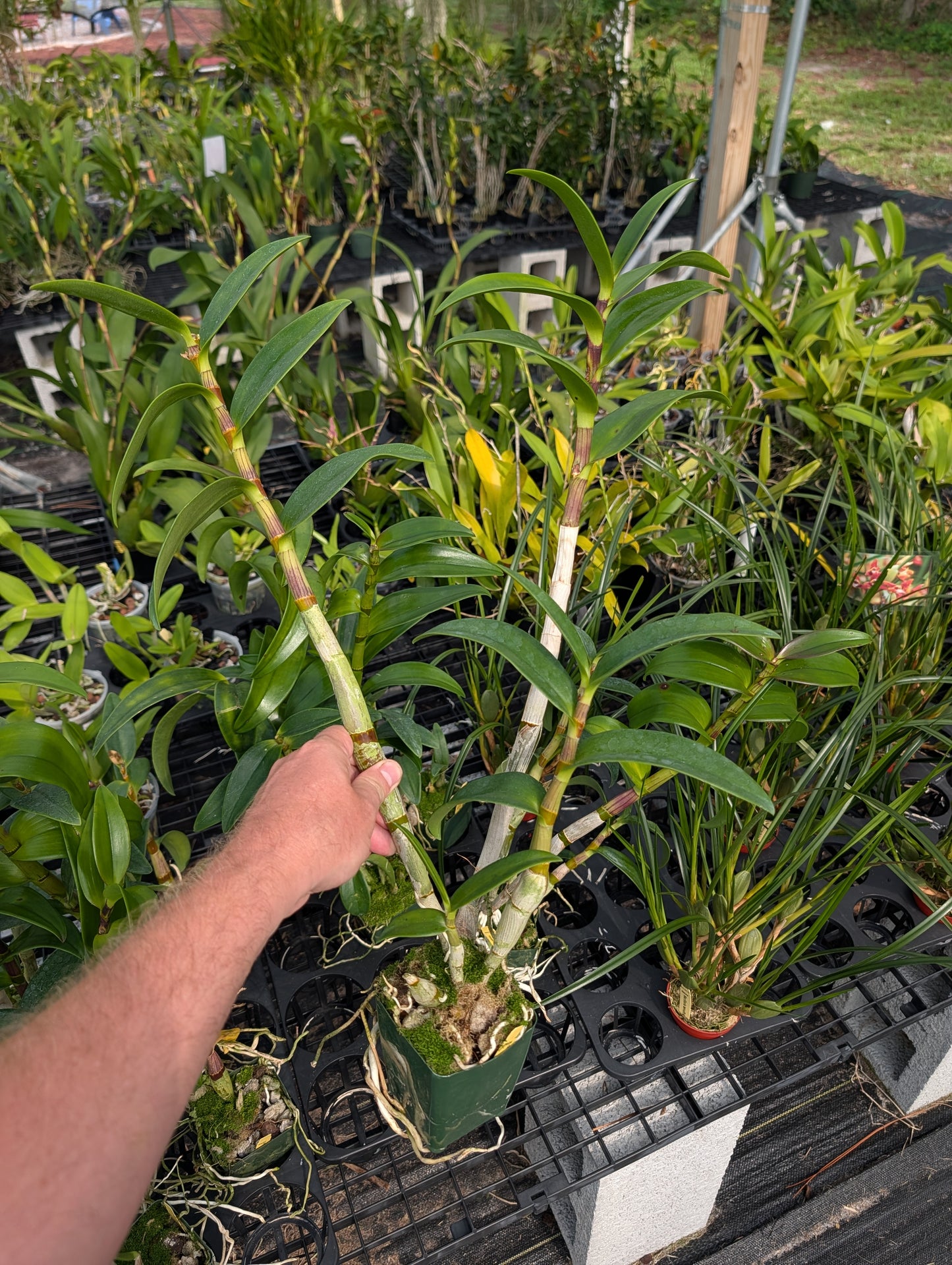 Den. Greg Scott 4N x Den. Kaipu 4N | BS | 4" Pots