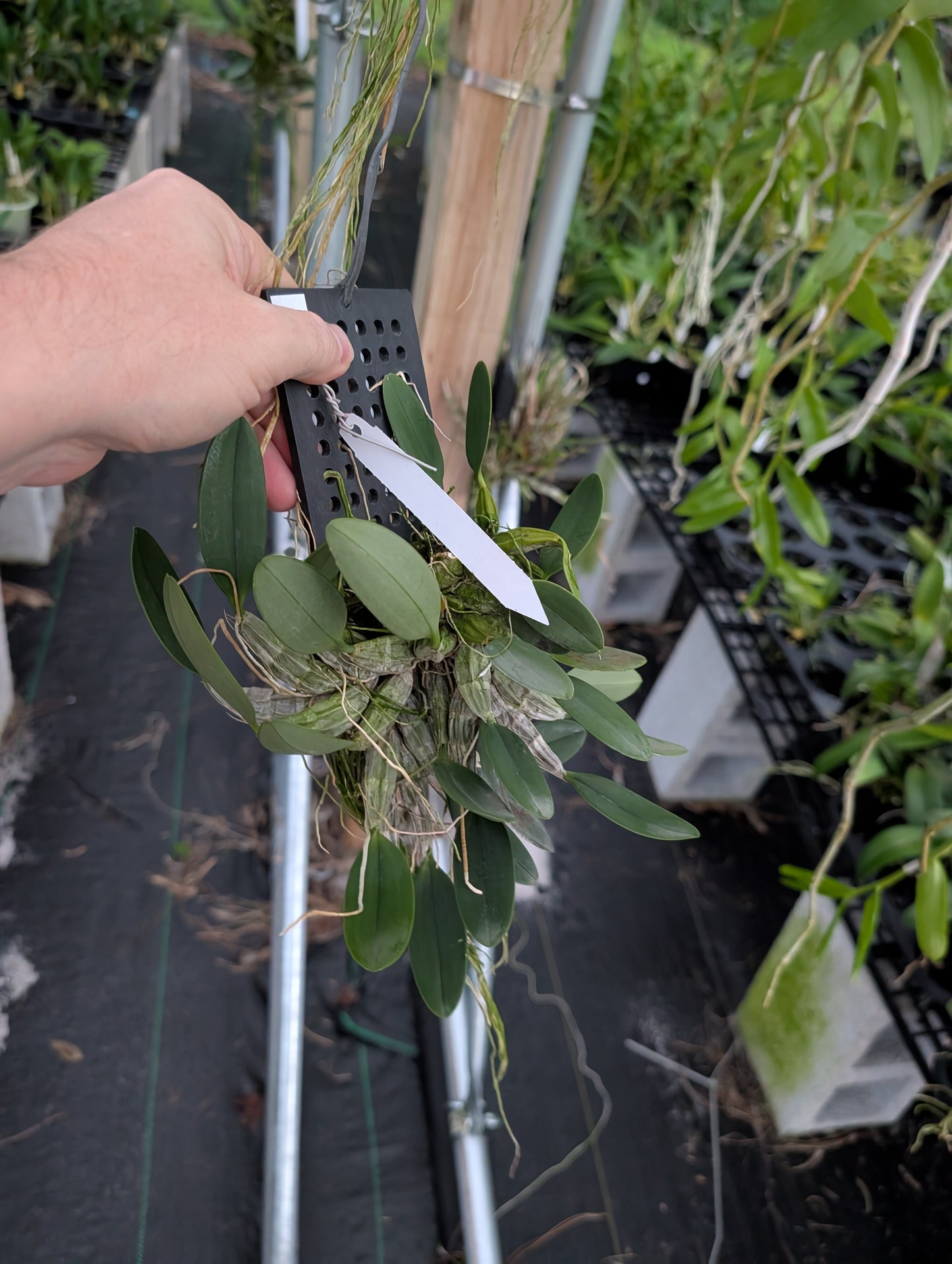 Dendrobium Ueang Phueng | Plastic Mount | Blooming Size Not in Bloom