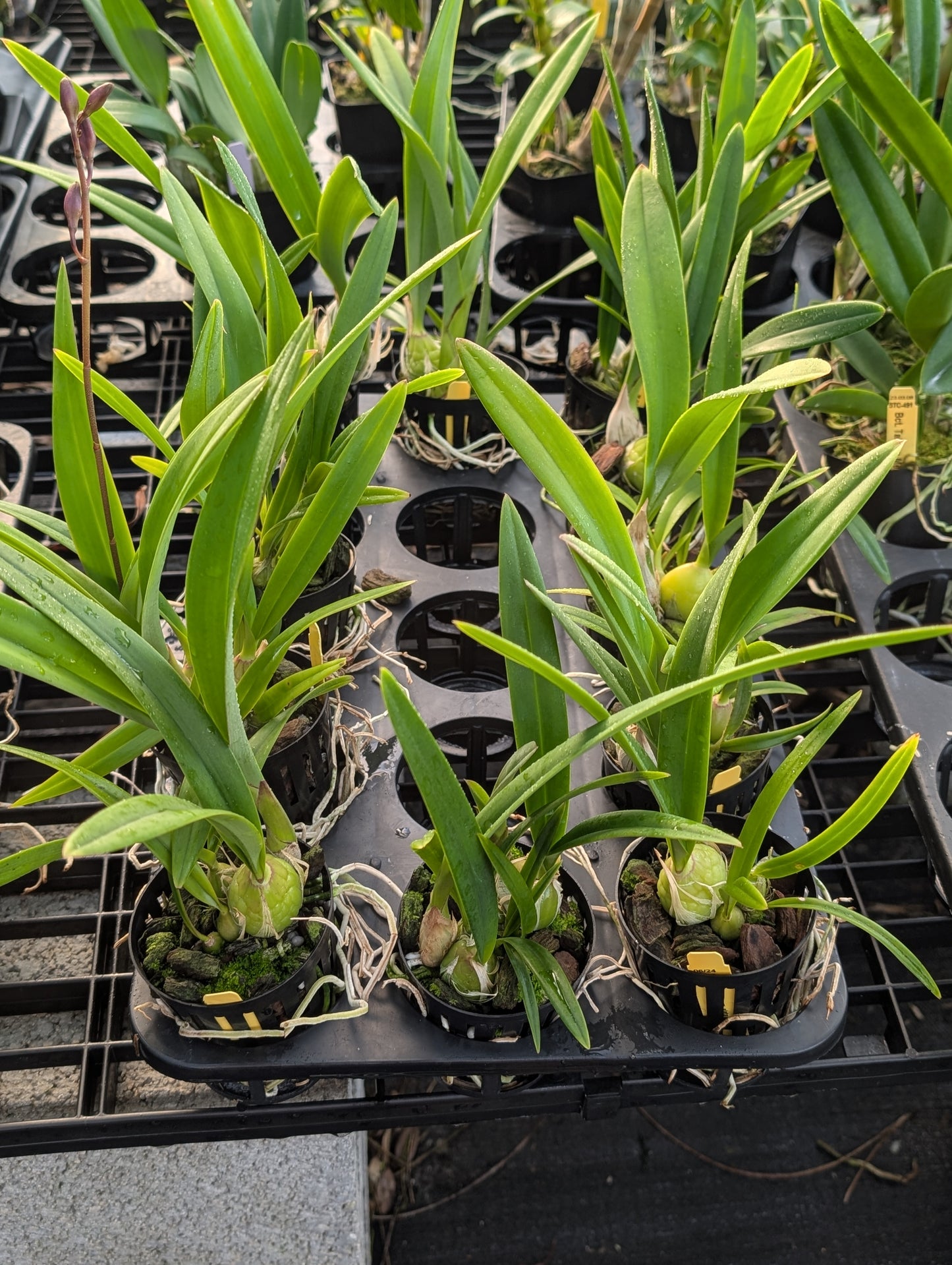 Encyclia alata | BS not in bloom