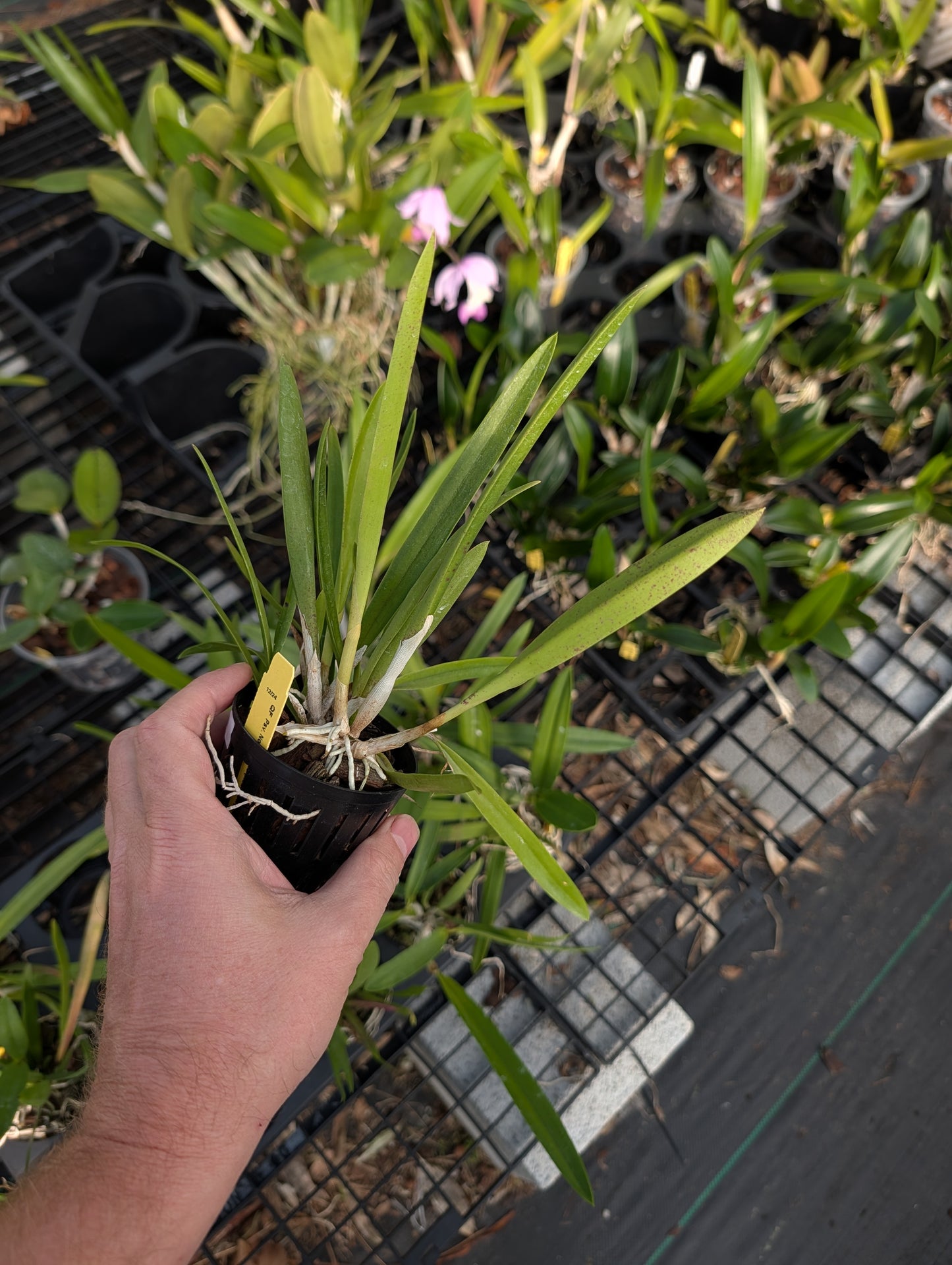 Psv. Nodoprismo (B. nodosa x Psh. prismatocarpa) | BS not in bloom