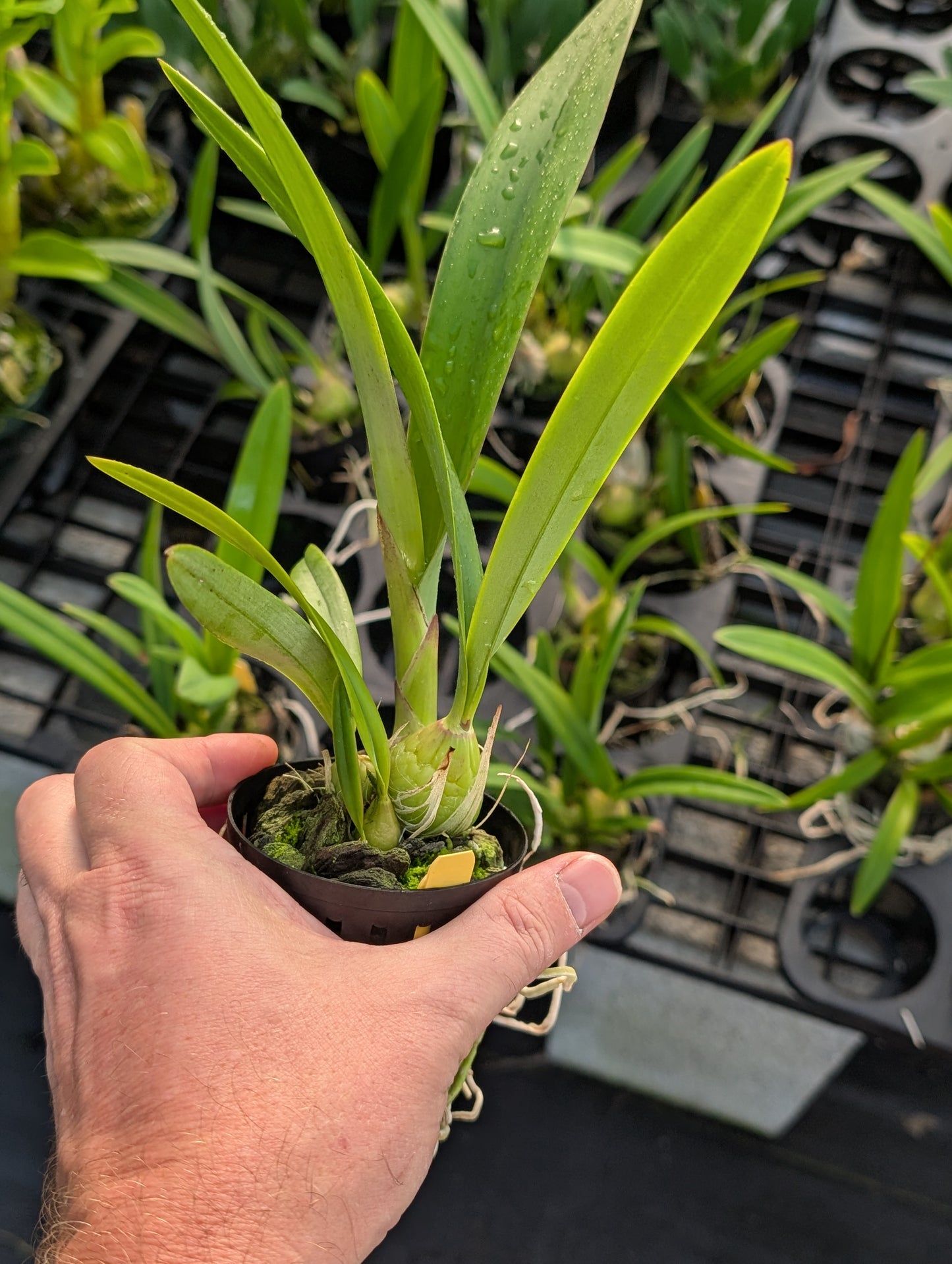 Encyclia alata | BS not in bloom