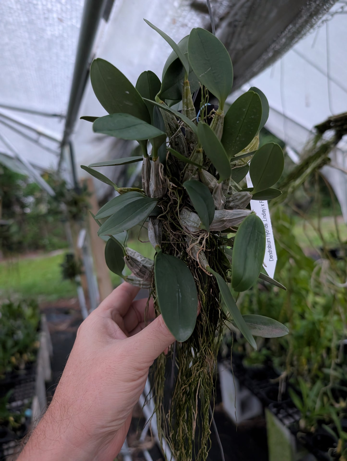 Dendrobium Ueang Phueng | Plastic Mount | Blooming Size Not in Bloom