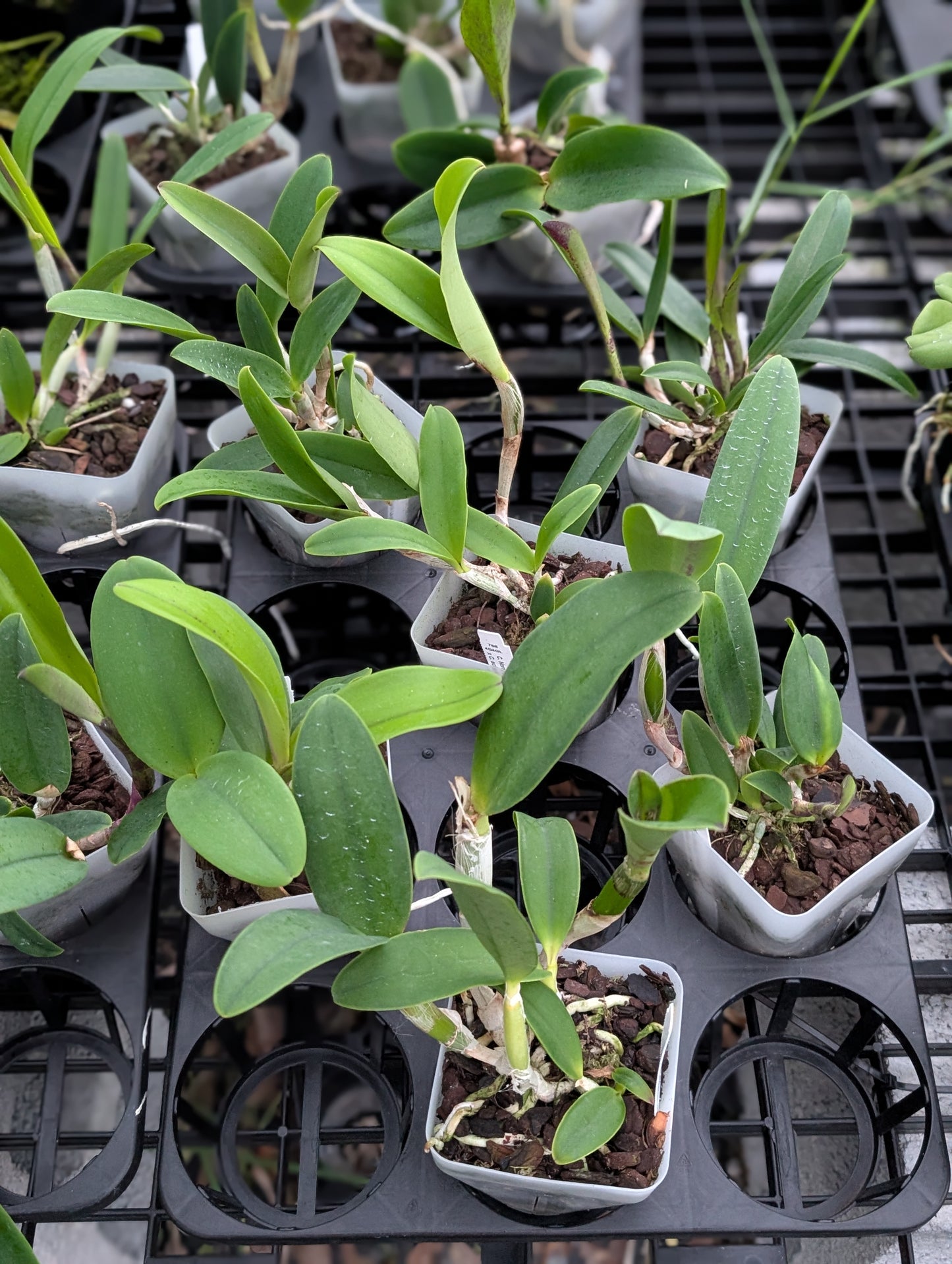 C. Nora's Melody x C. aclandiae 'Lues Black Lava' | NBS 4" pot