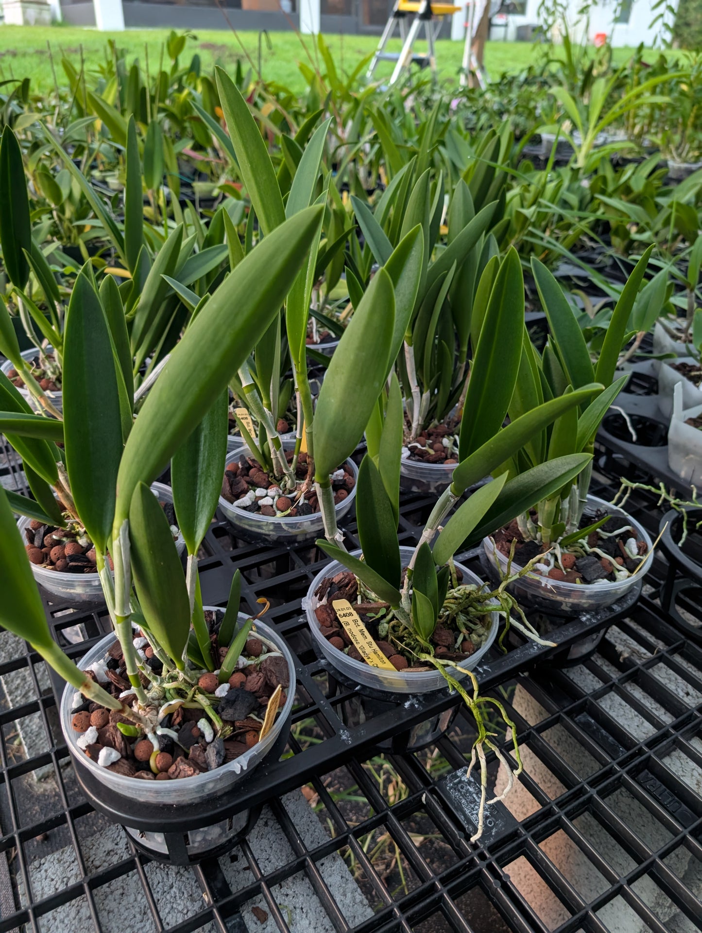 Brassocatanthe Memoria Stu Hamilton | BS not in bloom