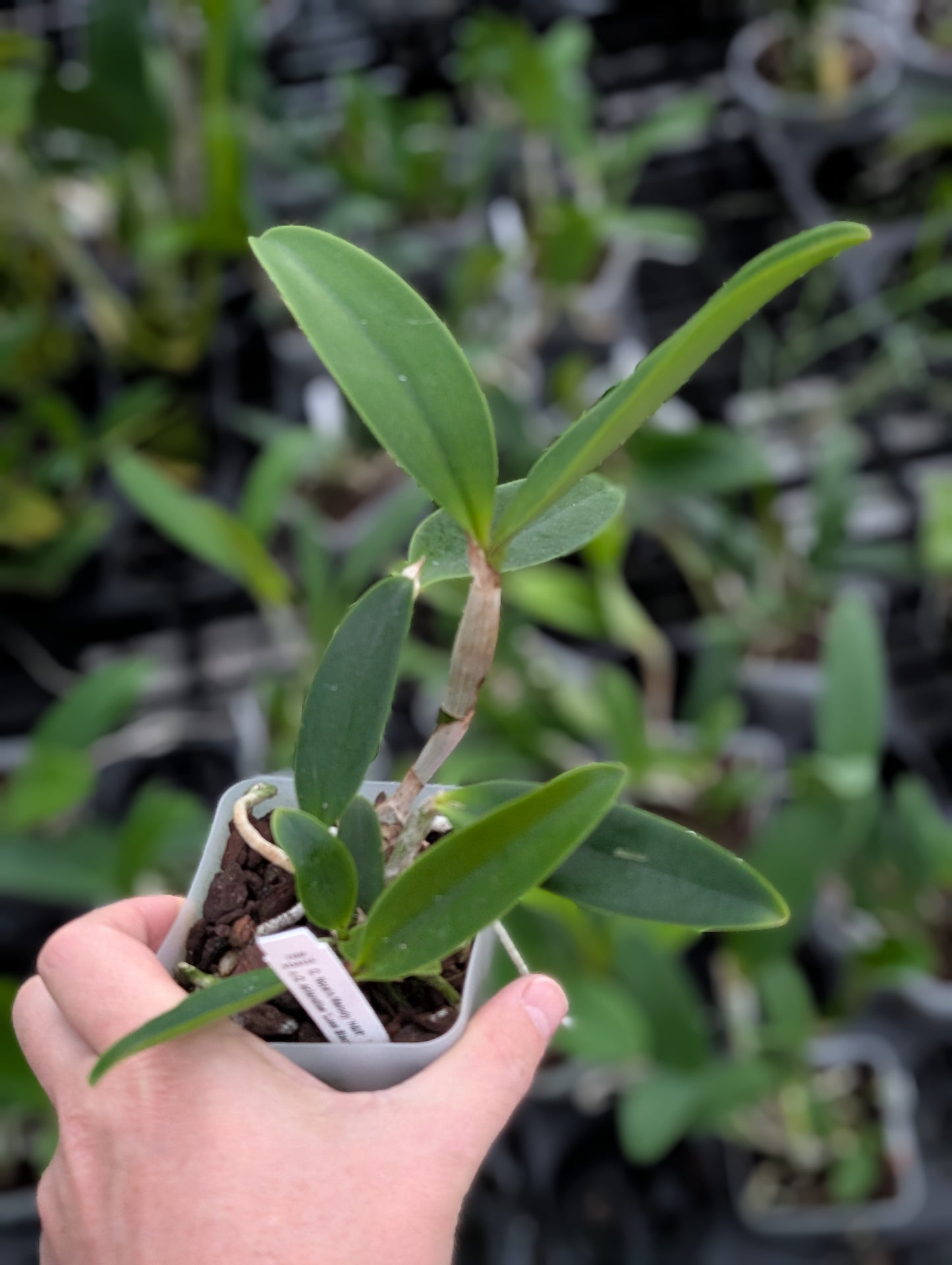 C. Nora's Melody x C. aclandiae 'Lues Black Lava' | NBS 4" pot