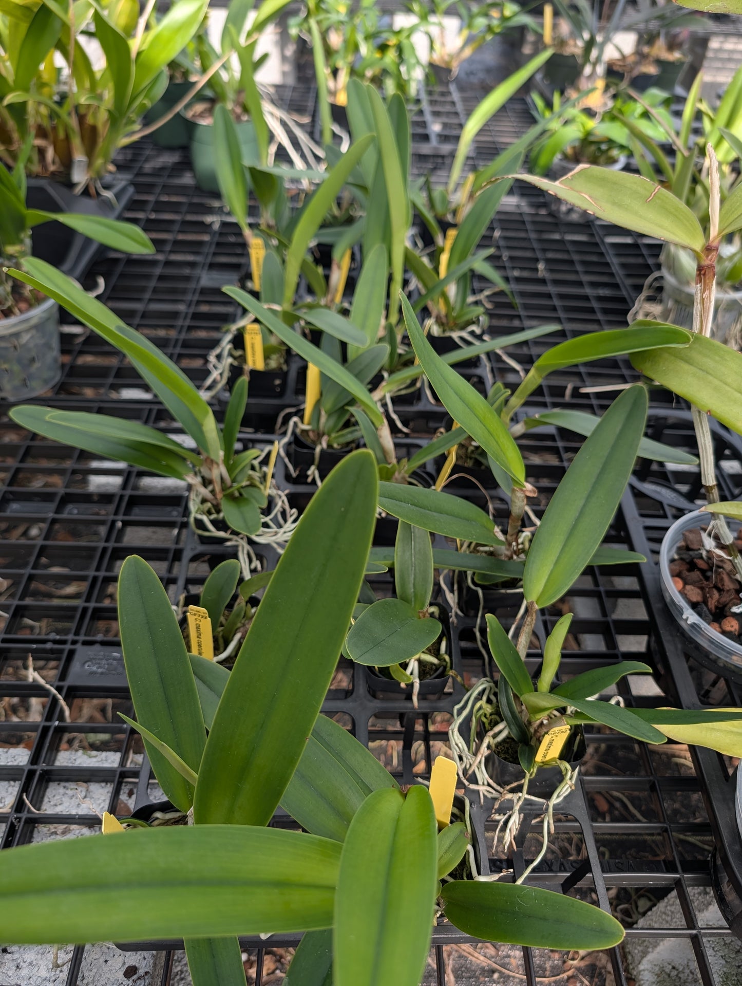 C. maxima coerulea 'Blue Sea' | NBS