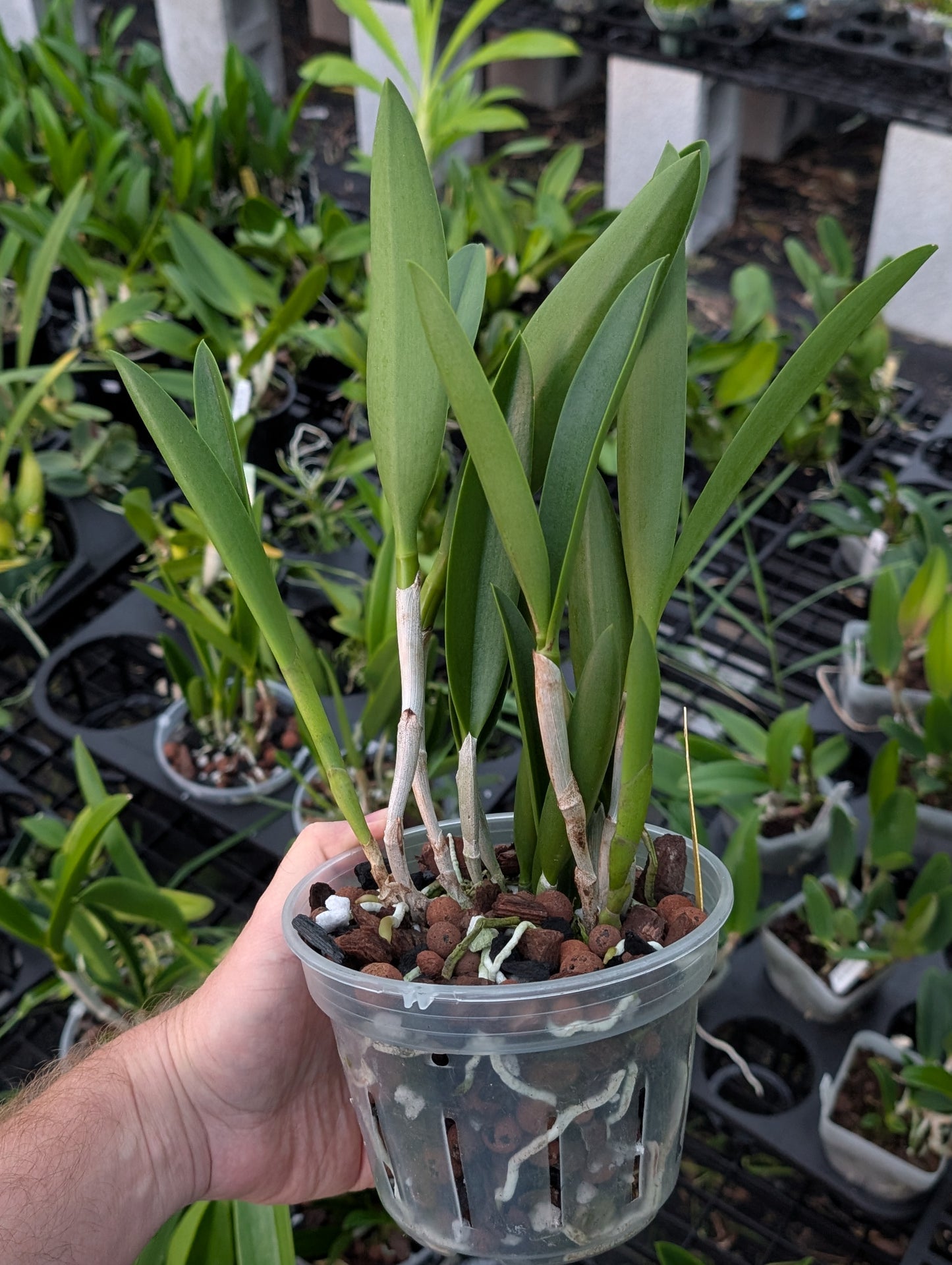 Brassocatanthe Memoria Stu Hamilton | BS not in bloom