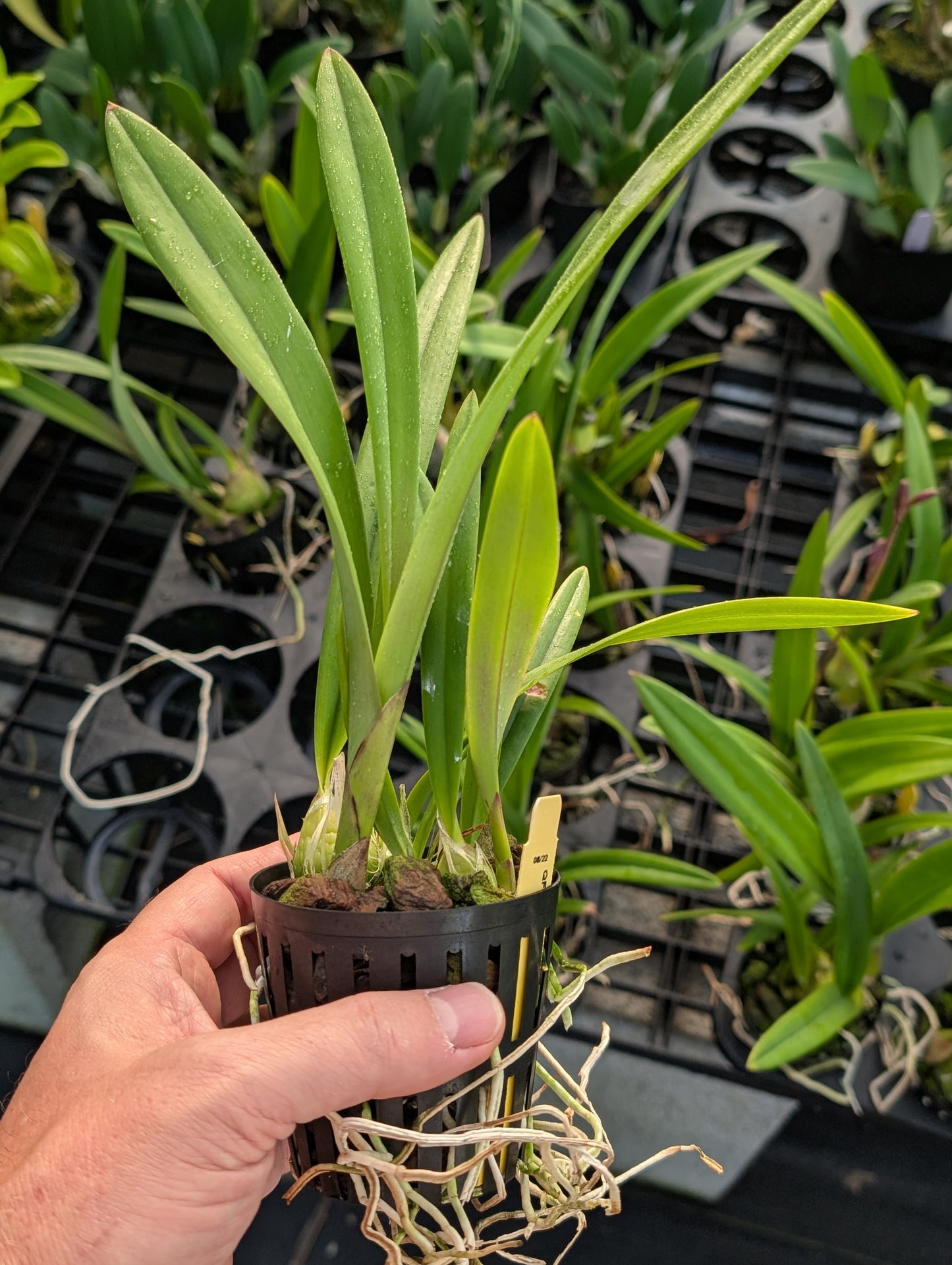 Encyclia alata | BS not in bloom
