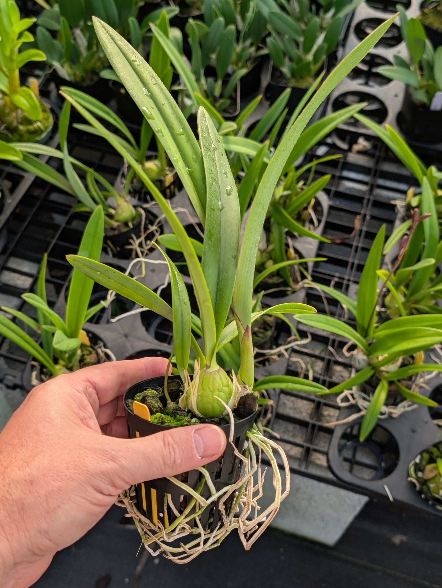 Encyclia alata | BS not in bloom
