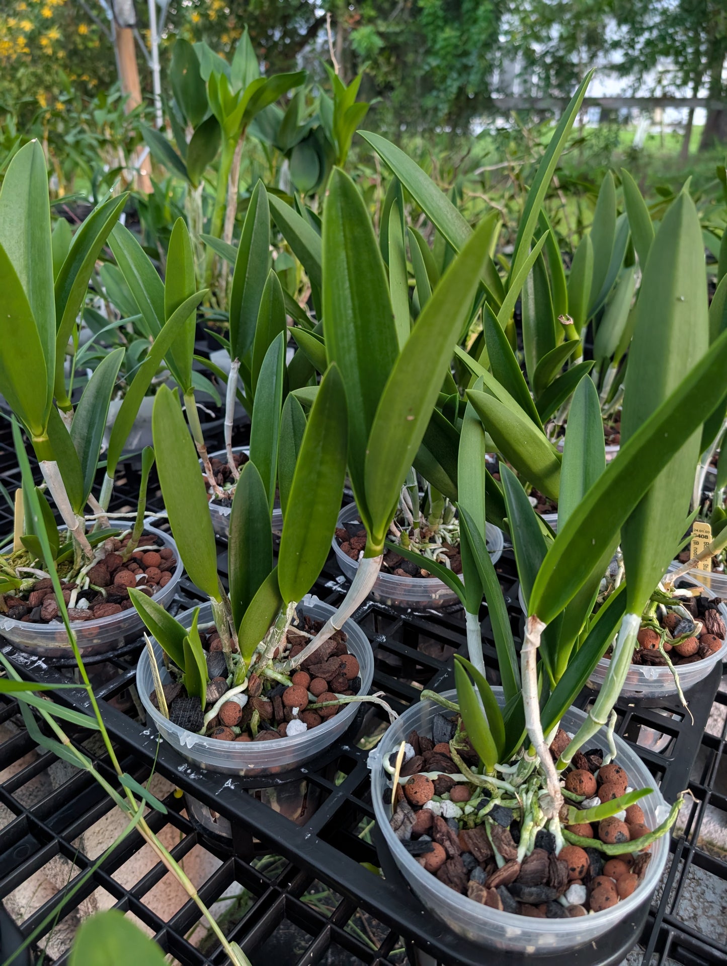 Brassocatanthe Memoria Stu Hamilton | BS not in bloom