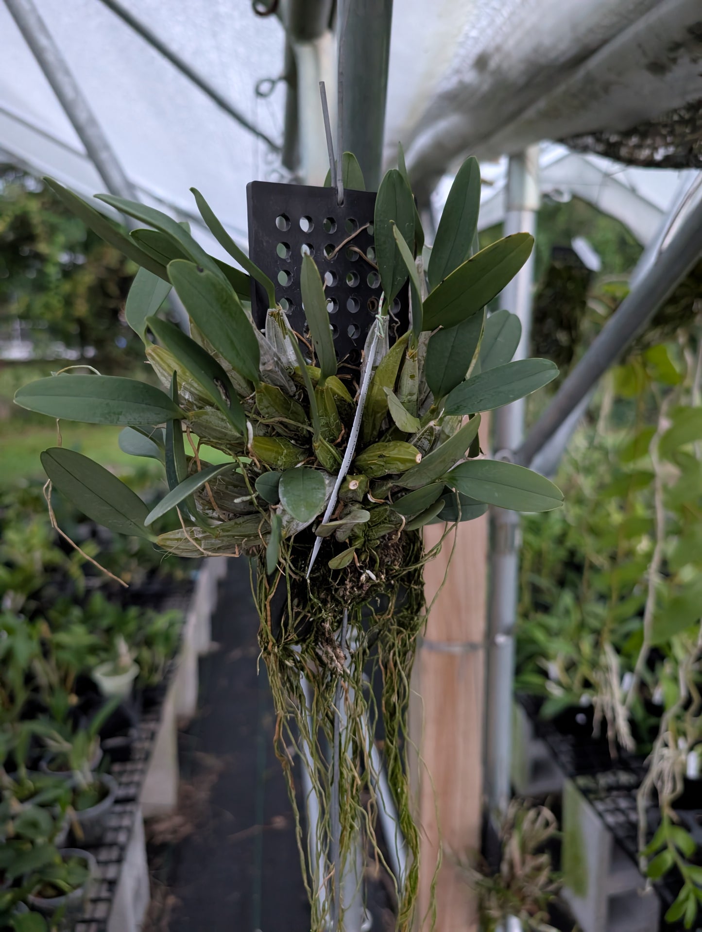 Dendrobium Ueang Phueng | Plastic Mount | Blooming Size Not in Bloom