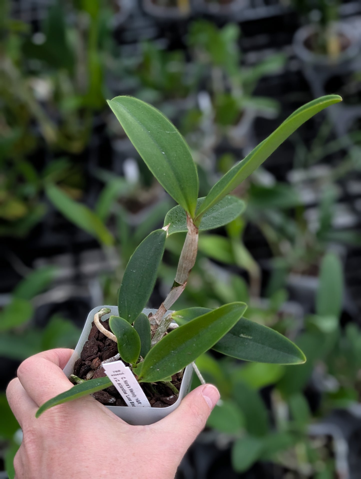 C. Nora's Melody x C. aclandiae 'Lues Black Lava' | NBS 4" pot