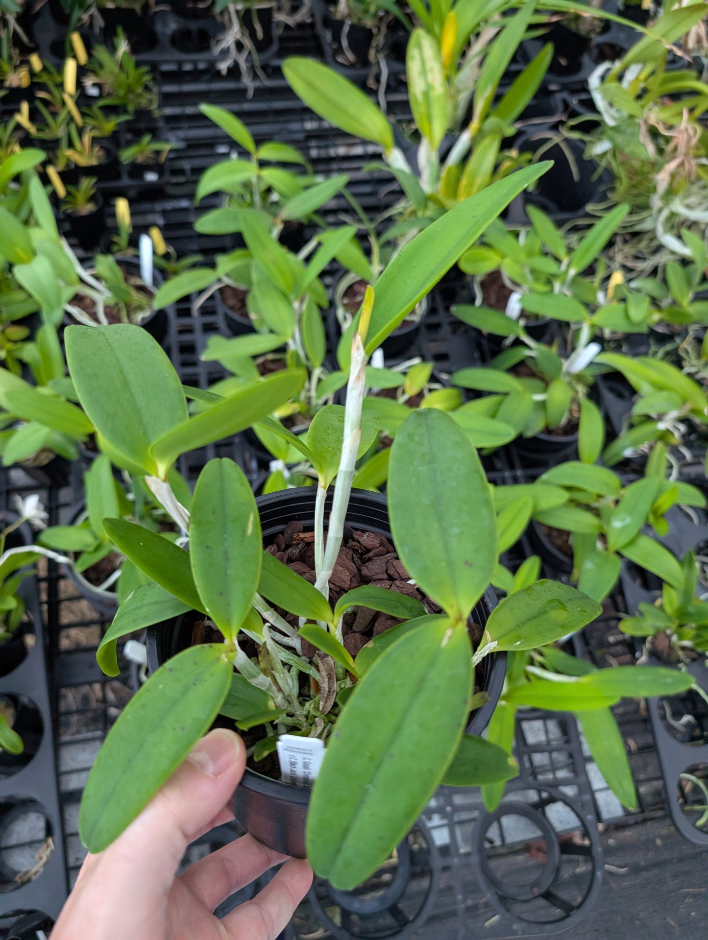 C. Gaudii 'Cinnamon Scent' x C. Black Jack 'Universal' | BS | 5"pot