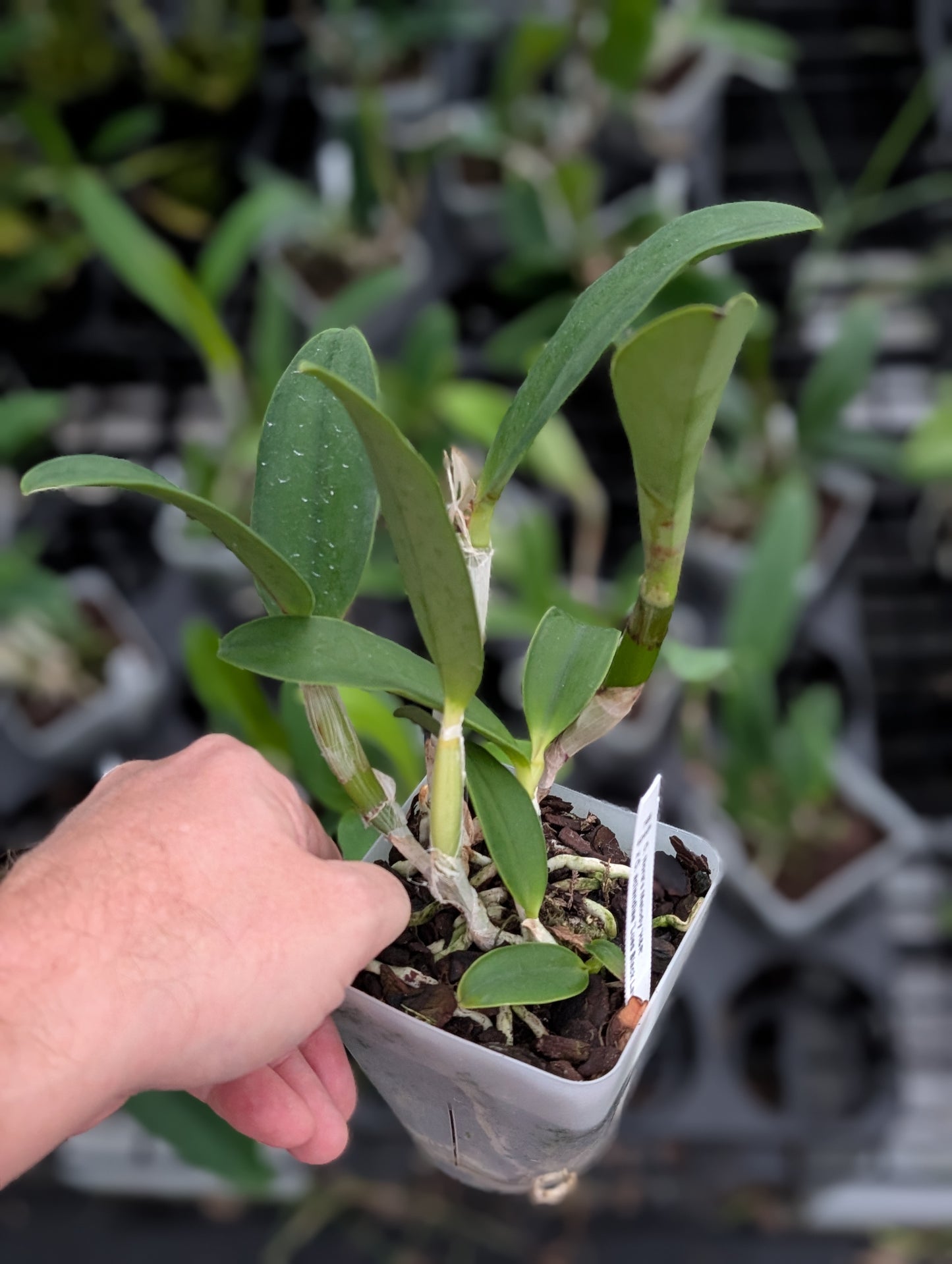 C. Nora's Melody x C. aclandiae 'Lues Black Lava' | NBS 4" pot