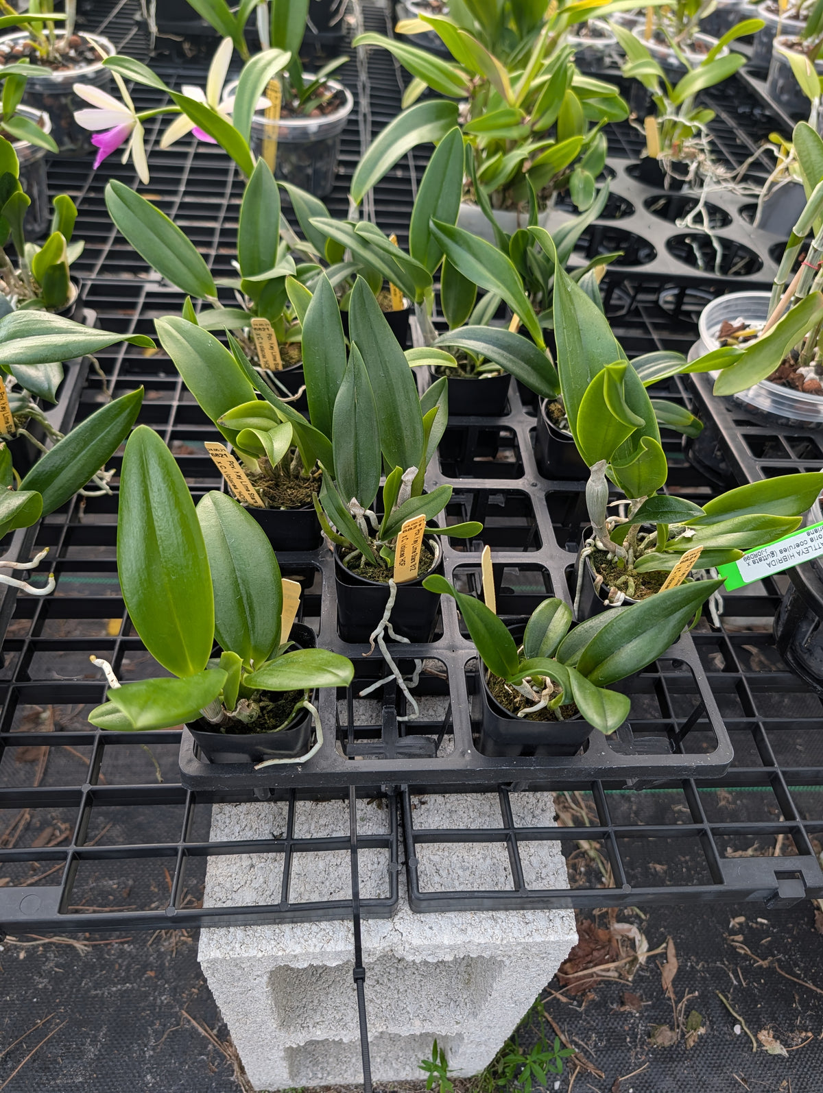 Pcv. Key Lime Stars x C. violacea 'HOF' | BS not in bloom