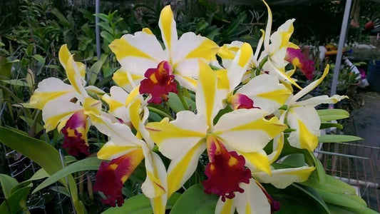Rth. Fu Shu Glory 'Happy Holiday'| BS 5" pot