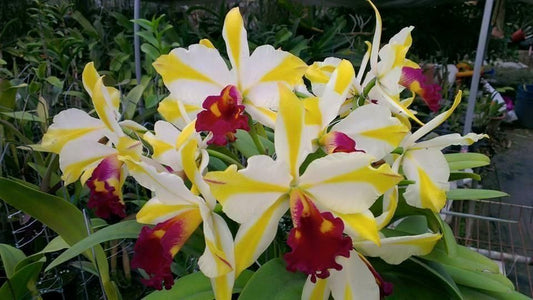 Rth. Fu Shu Glory 'Happy Holiday'| Live orchid plant| NBS