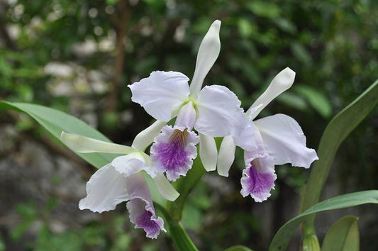 C. Jentri (C. jenmanii v. alba x C. trianae v. coerulea 'Blue' ) | 5" pot | BS not in bloom