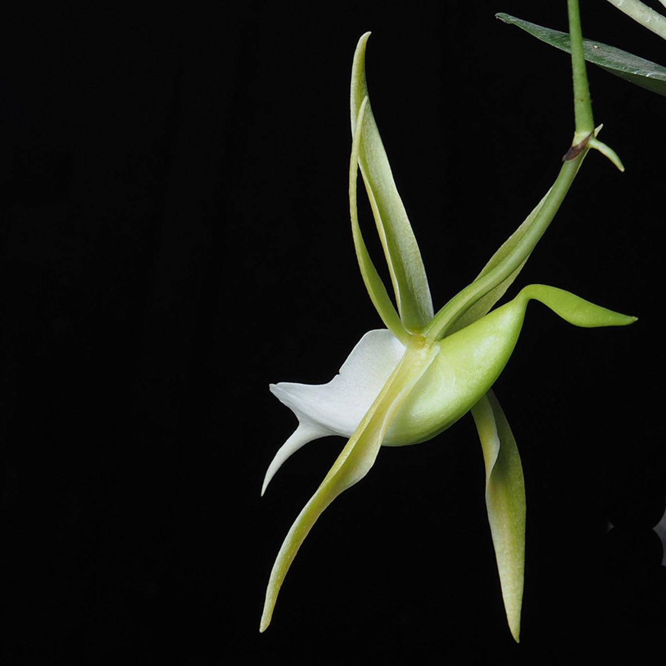 Angraecum infundibulare | NBS