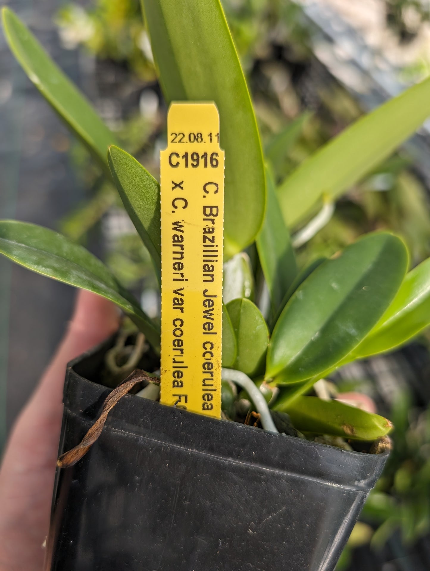 a close up of a plant with a tag on it