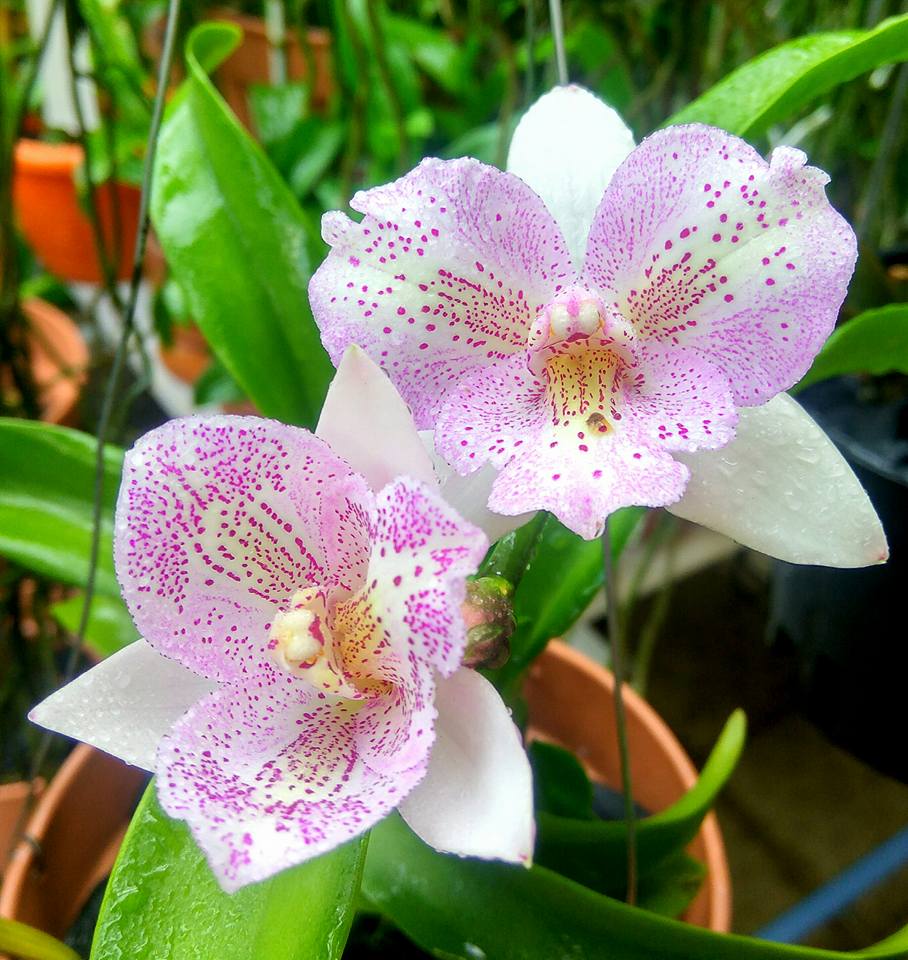 Caulocattleya Chantilly Lace 'Twinkle' | Blooming size not in bloom