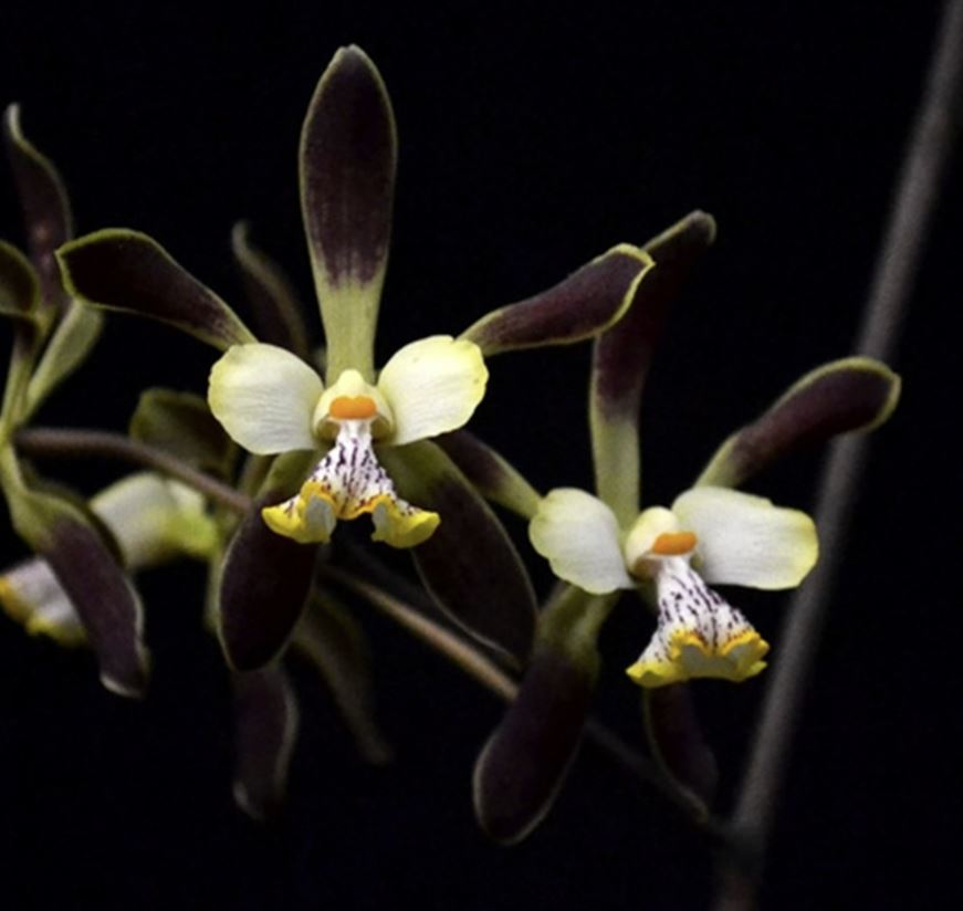 Encyclia alata | BS not in bloom