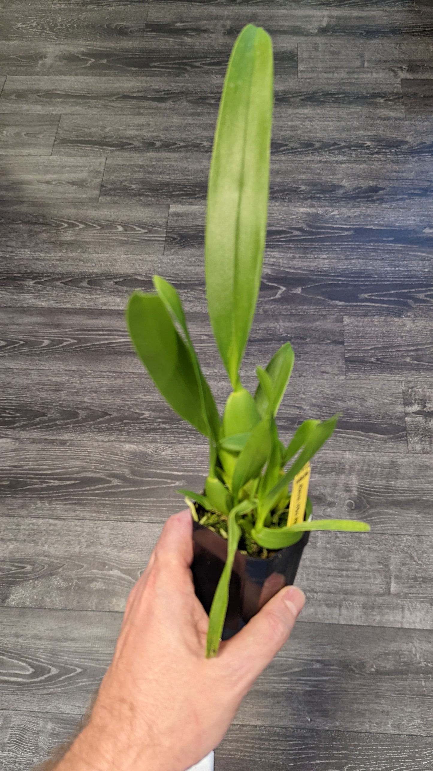 Alcra. Hilo Ablaze 'Hilo Gold' HCC/AOS | In Spike