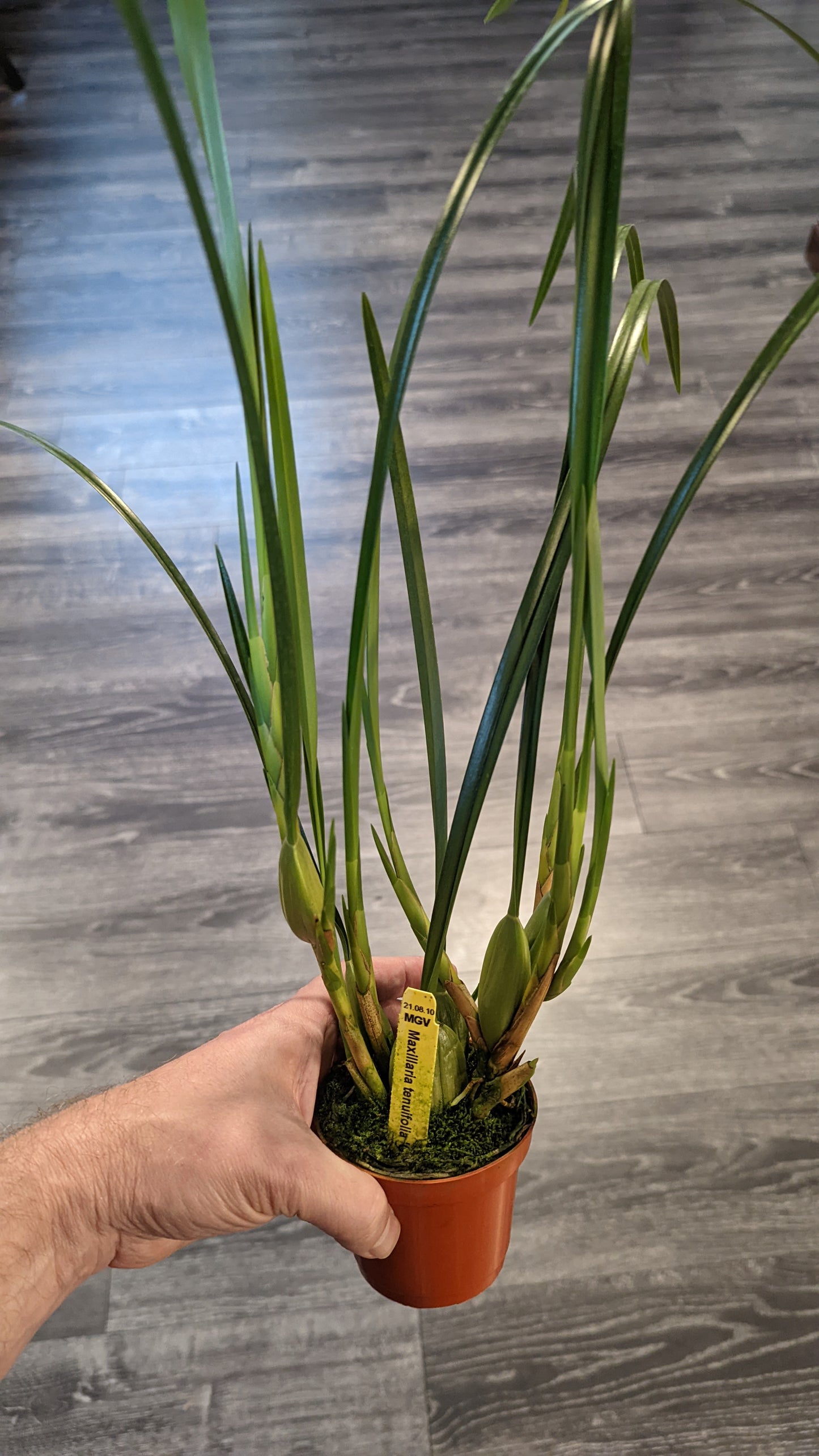 Maxillaria tenuifolia | BS not in bloom
