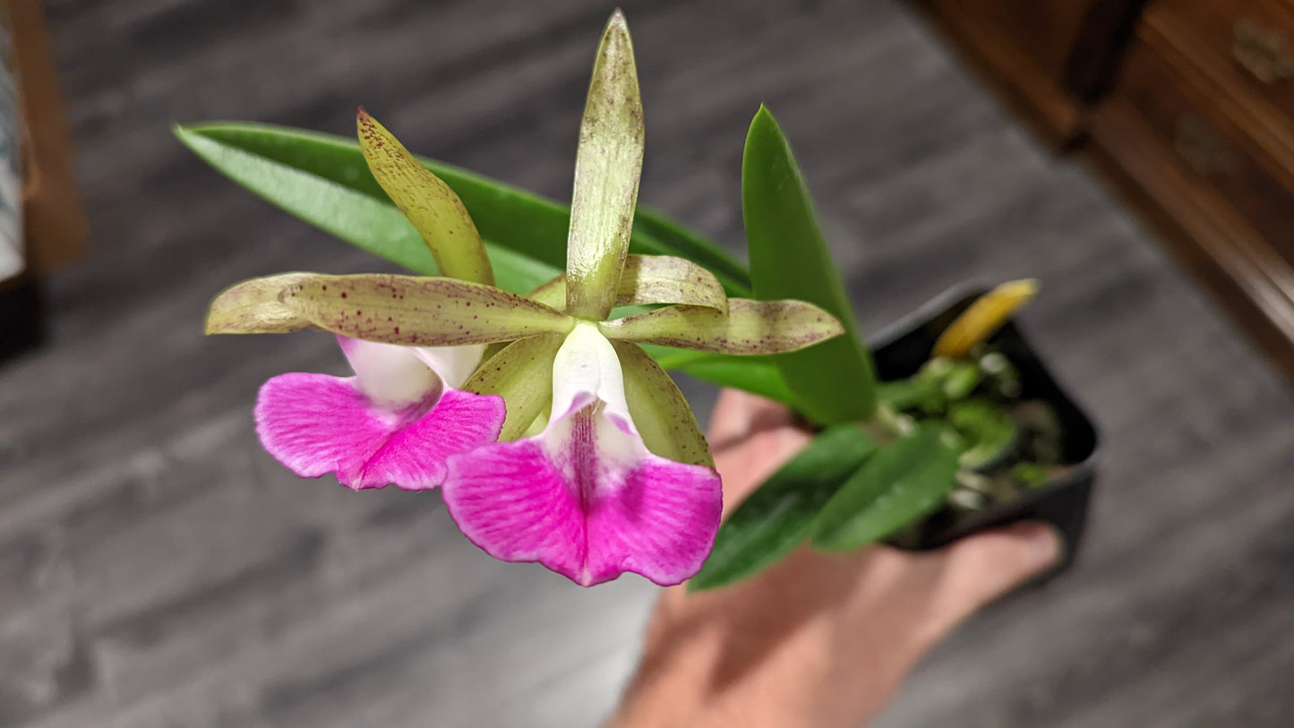 Bc. Tigrinodosa 4N | BS not in bloom