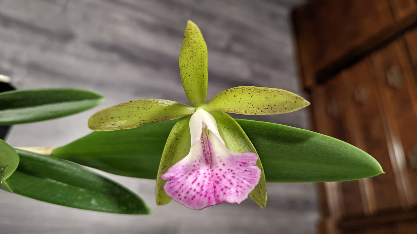 Bc. Tigrinodosa 4N | BS not in bloom