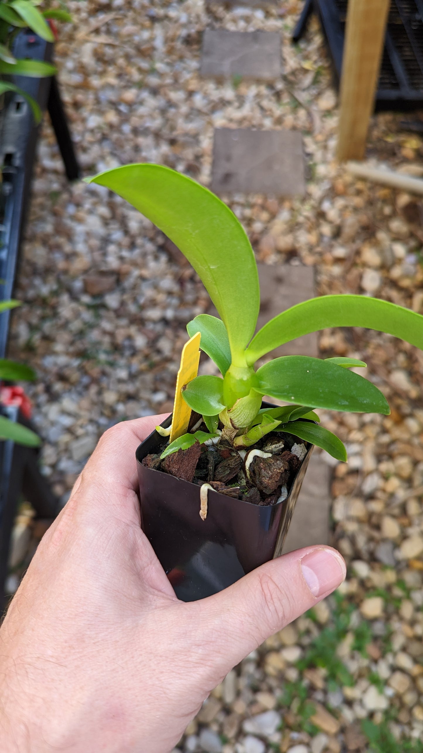 Caulocattleya Chantilly Lace 'Twinkle' | Blooming size not in bloom