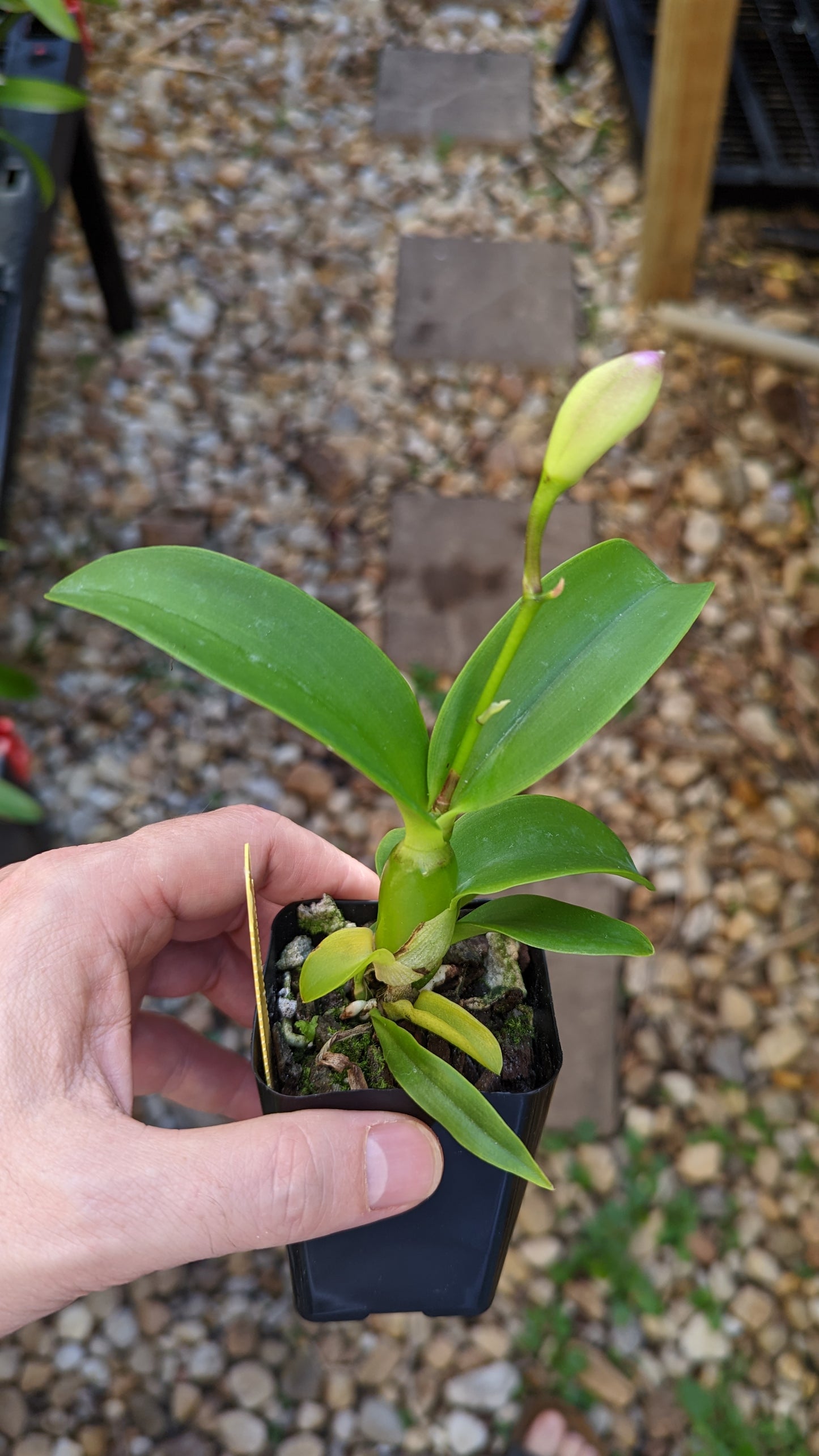Caulocattleya Chantilly Lace 'Twinkle' | Blooming size not in bloom