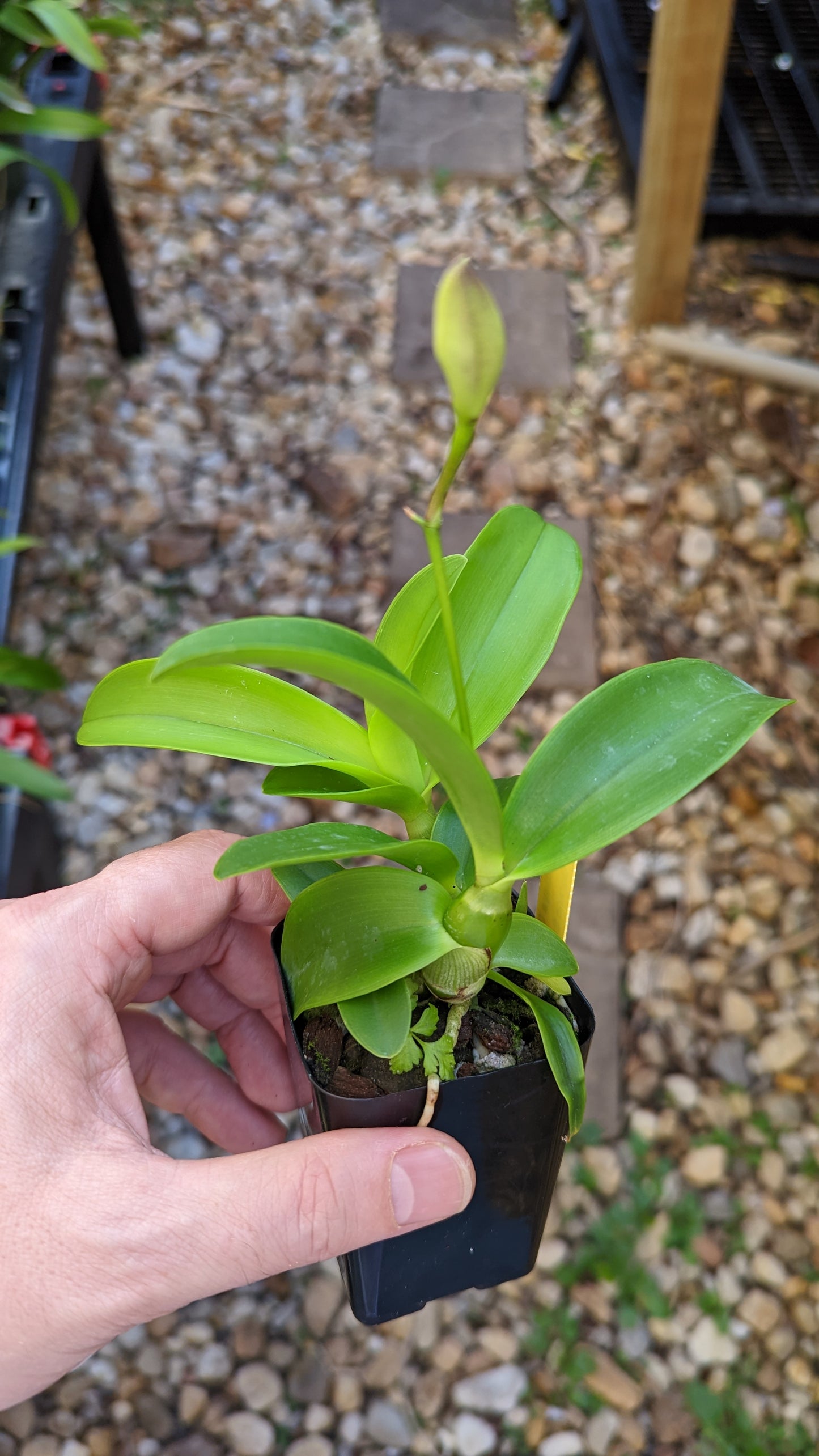 Caulocattleya Chantilly Lace 'Twinkle' | Blooming size not in bloom