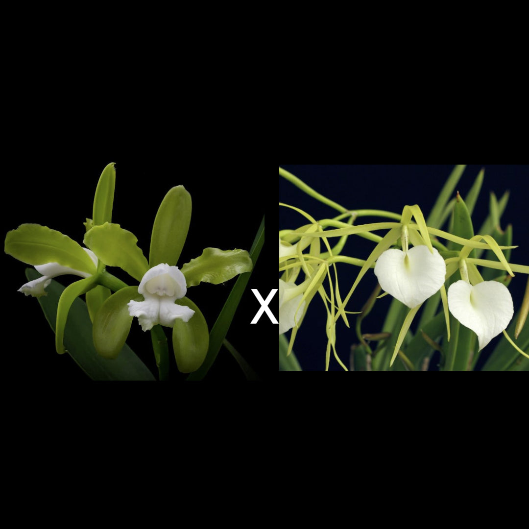 Bc. Tigrinodosa 4N | BS not in bloom