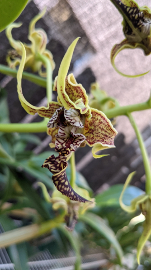 Dendrobium spectabile | Goblin Orchid