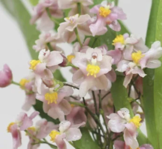 In SPIKE Oncidium Tsiku Marguerite 'NN#1' - Barefoot Orchids