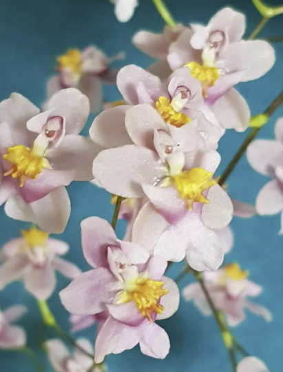In SPIKE Oncidium Tsiku Marguerite 'NN#1' - Barefoot Orchids
