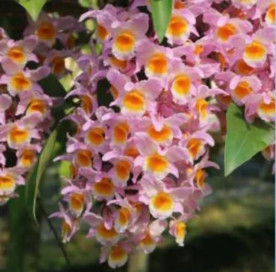 Dendrobium farmeri Pink x sib - Barefoot Orchids