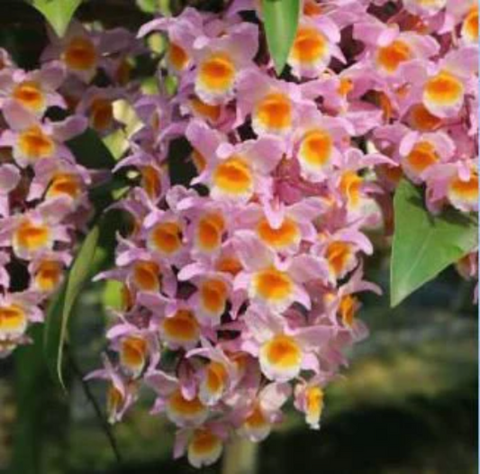 Dendrobium farmeri Pink x sib - Barefoot Orchids