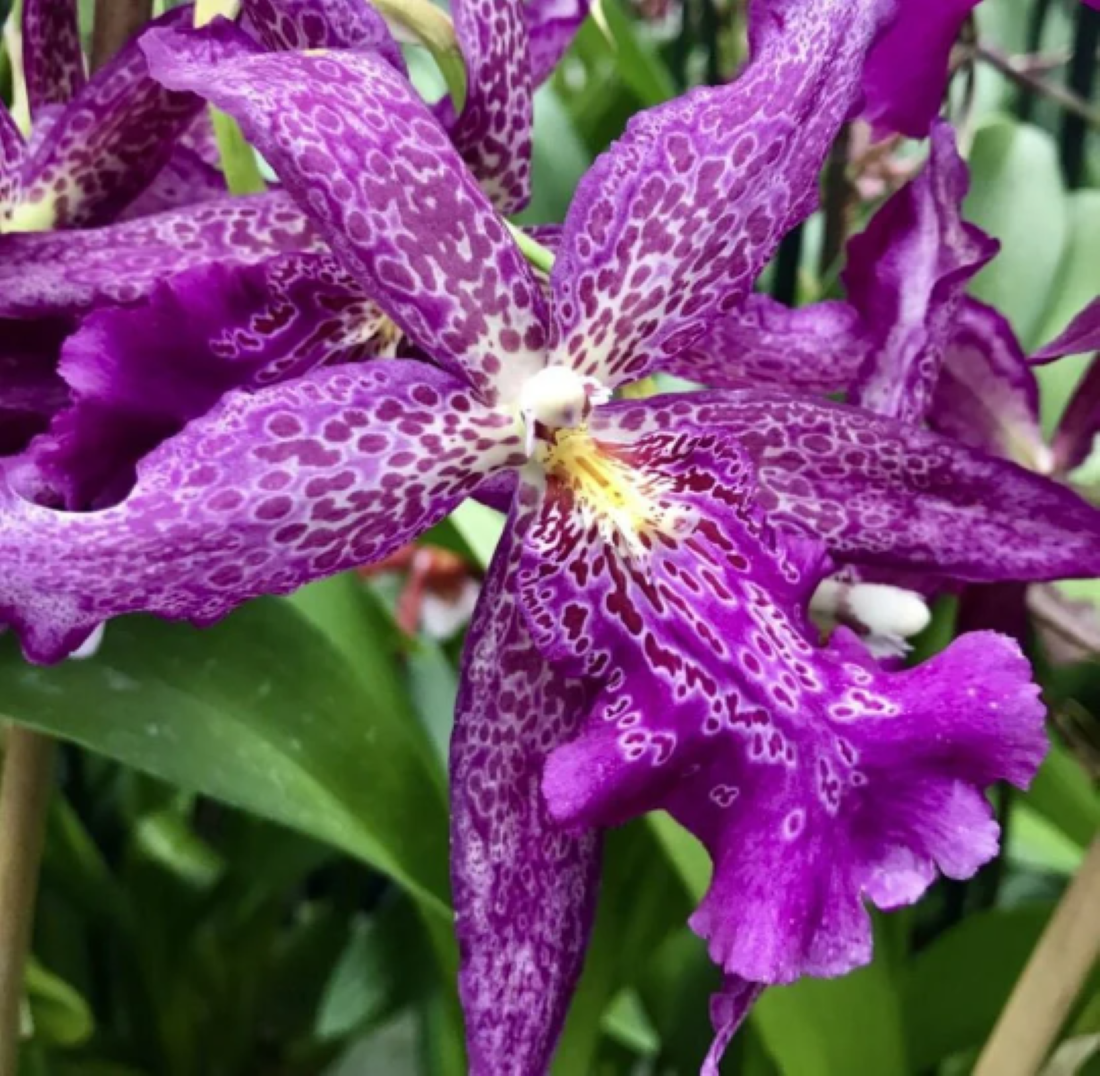 In SPIKE Bllra. Marfitch 'Howard's Dream' AM/AOS - Barefoot Orchids
