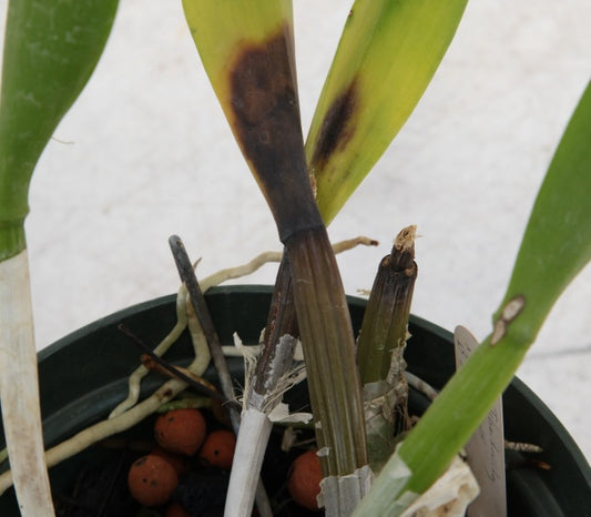 Preventing and Treating Fungal and Bacterial Issues in Orchids