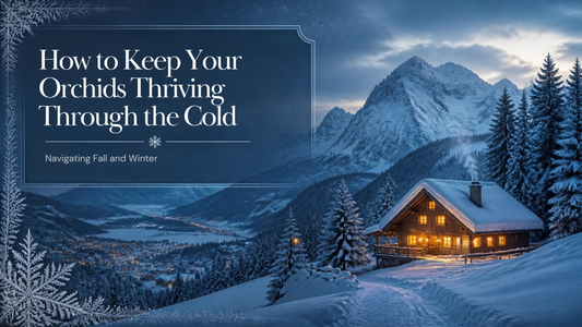 Navigating Fall and Winter: How to Keep Your Orchids Thriving Through the Cold
