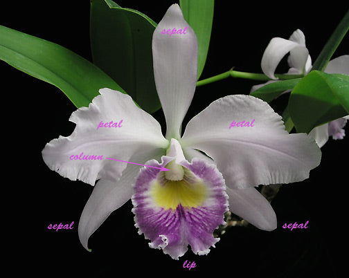 The Genus Cattleya: A Love Letter to These Beautiful Orchids