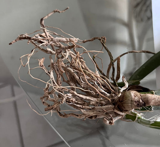 The Essential Guide to Establishing Bare-Root Orchid Imports
