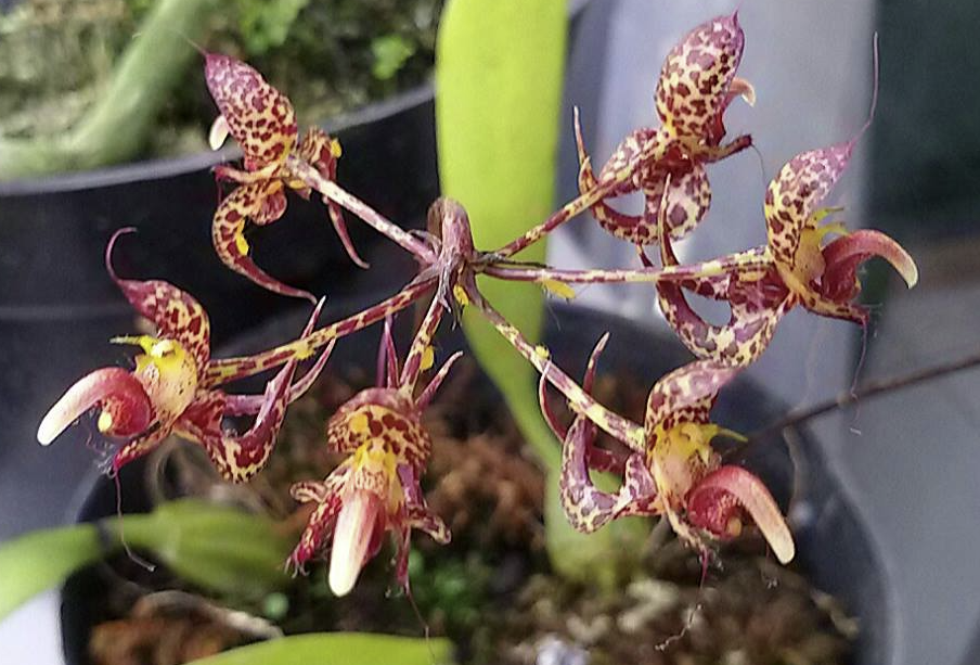 Bulbophyllum - Barefoot Orchids