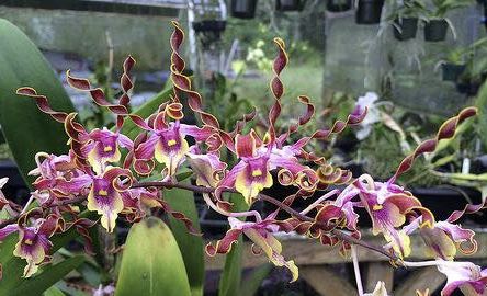 Dendrobium - Barefoot Orchids