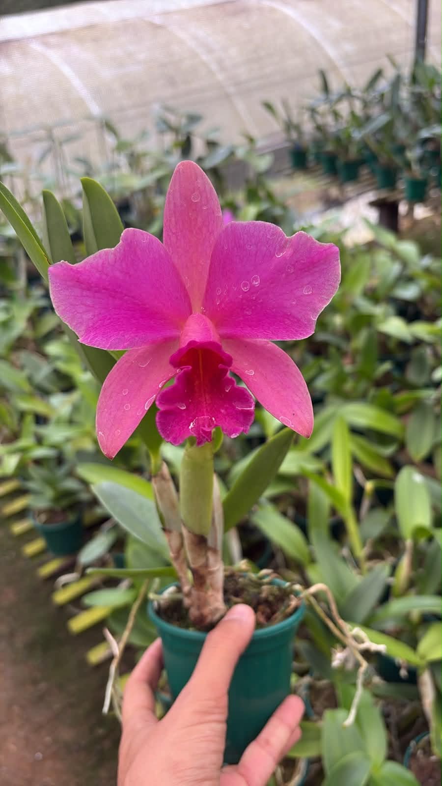 Blc. Bruno Bruno x C. pumila f. rubra | Bareroot New Import