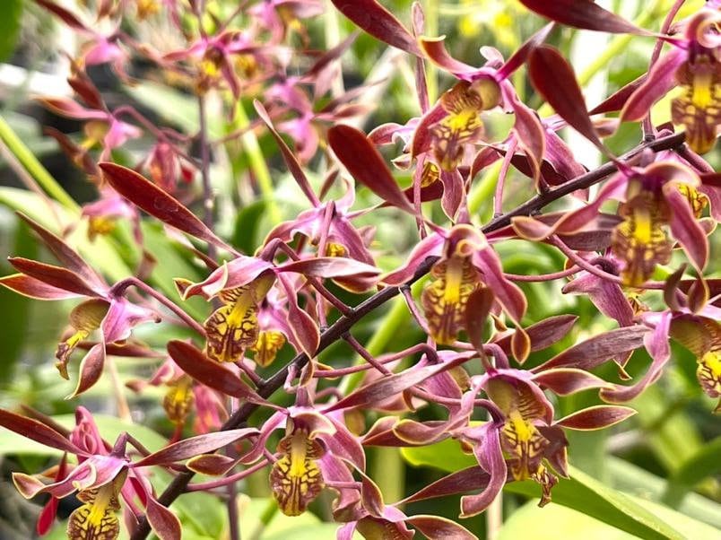 Antelope Dendrobium Grab Bag