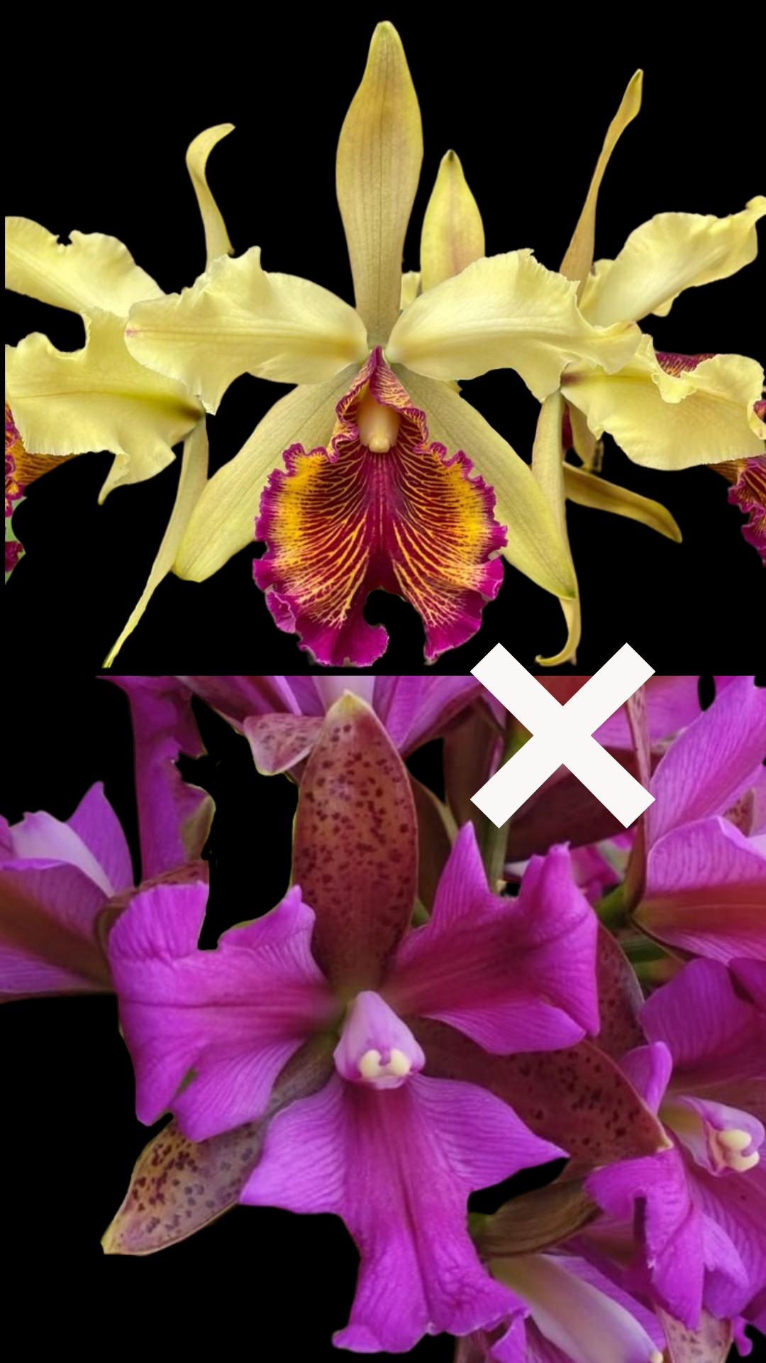 Cattleya Chamberlainiana | 6" pot | BS not in bloom